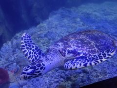 -太平洋海底世界