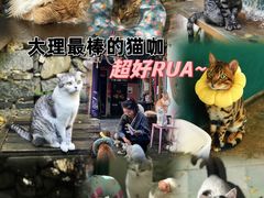 -喵屿·大理花园猫咖