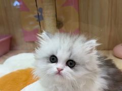 -momokira米努特·德文卷毛猫·棉花面纱犬