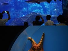 -西安曲江海洋极地公园