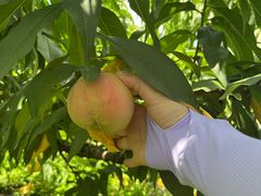 -南汇新场正宗水蜜桃采摘