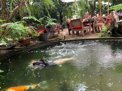 -Fern Forest Cafe