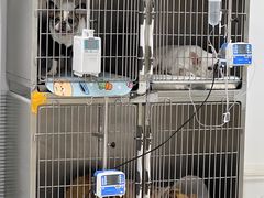 -喜多萌中农锦绣动物医院24H·猫科·牙科MRI·CT