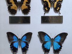 -上海昆虫博物馆