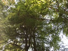 -上海滨江森林公园