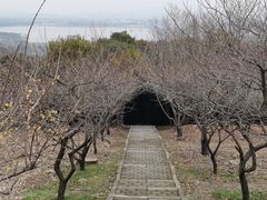 -香雪海