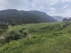 -狮子沟牧场