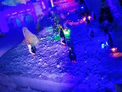 -世界之窗阿尔卑斯冰雪世界