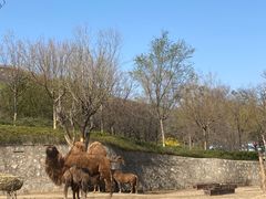 -石家庄市动物园