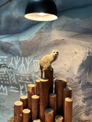 -Zoolung Zoolung动物主题公园(海信广场店)