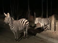 -清迈夜间动物园