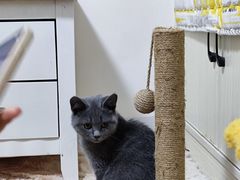 -宠颐生汉谟拉比宠物医院