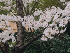 -光福景区