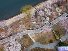 -桃花堤公园