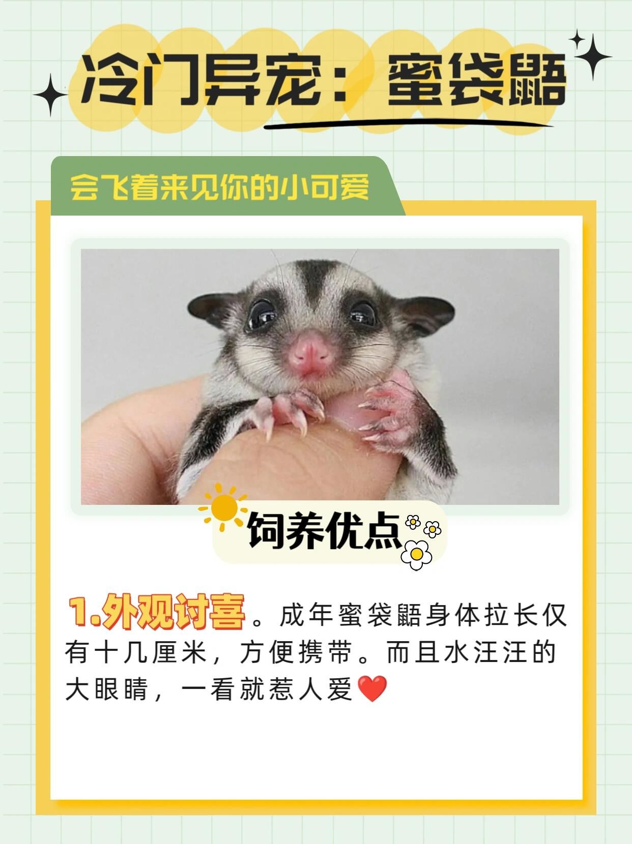 会飞来找你的蜜袋鼯饲养优点