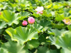 -荆川公园