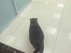 -全心全意连锁动物医院·微创中心·内科急重症·心脏专科(丰管路店)