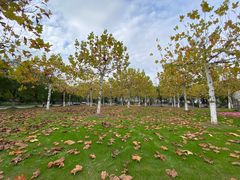 -上海海湾国家森林公园