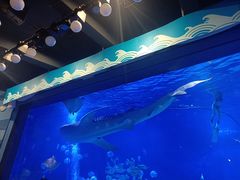 -烟台海昌鲸鲨海洋公园