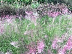 -桤木河湿地公园