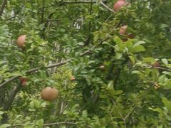 -朝阳公园游乐园