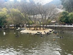 -黔灵山公园