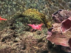 -暹罗海洋世界