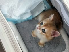 -翊宠yipet猫狗购宠庄园犬舍•猫舍