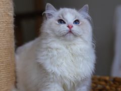 -Bastet sally猫舍购宠(静安店)