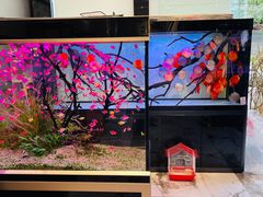 -青石桥花鸟鱼虫市场(叠翠城店)