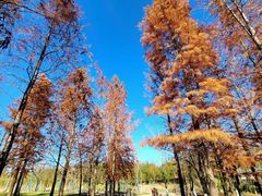 -上海长兴岛郊野公园