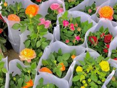 -三圣花乡旅游区