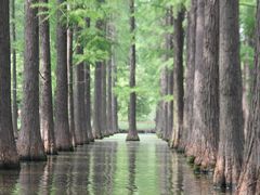 -渌洋湖湿地公园