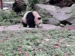 -都江堰中华大熊猫苑