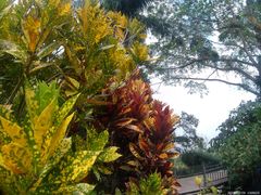 -中国科学院西双版纳热带植物园