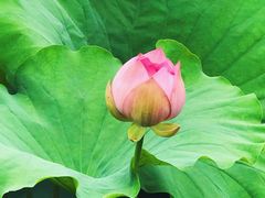 -荷塘月色湿地公园·向阳花洲