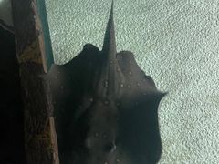 -上海海洋水族馆