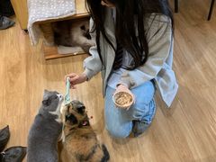 -滚猫咖啡·猫咖·猫友好撸猫(未来城店)