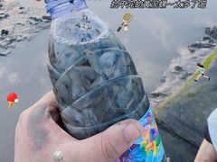 -南汇新城海滩
