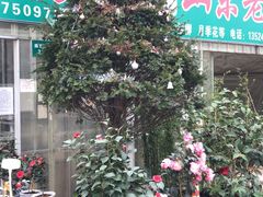 -龙大花卉苗木市场