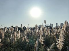 -三垟湿地