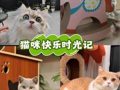 -Bastet sally猫舍购宠(静安店)