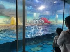 -海合安武汉极地海洋公园