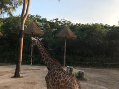 -深圳野生动物园