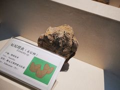 -辽宁古生物博物馆