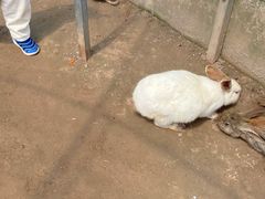 -前小桔亲子创意农场·草莓采摘·露营烧烤