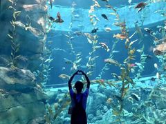 -瑞普利水族馆