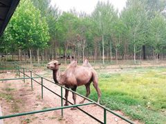 -秦皇岛野生动物园