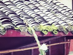 -黄龙溪古镇-古龙寺