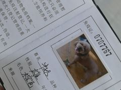 -瑞派名望志远动物医院·猫科·內科·异宠专科(直港大道店)